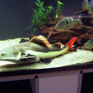 REDTAIL CATFISH