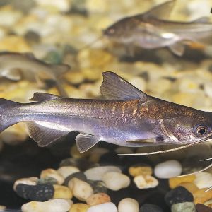 SALMON CATFISH