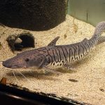 TIGER SHOVELNOSE