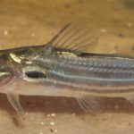 TWO SPOTTED CATFISH