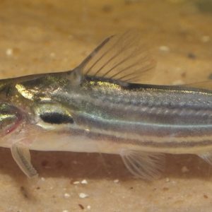 TWO SPOTTED CATFISH