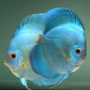 COBALT BLUE DISCUS