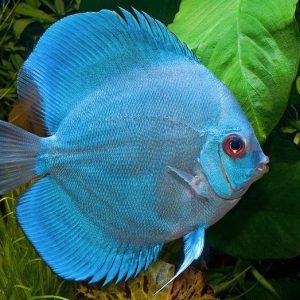 BLUE DIAMOND DISCUS
