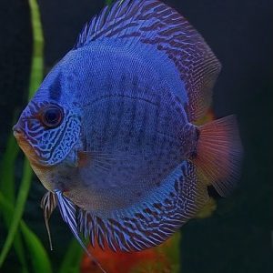 BLUE EAGLE DISCUS