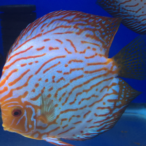 BLUE PIGEON DISCUS