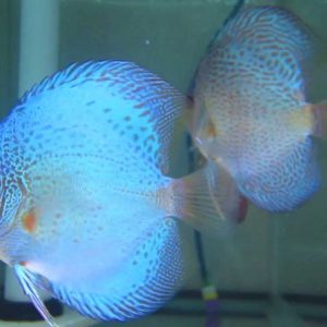 BLUE SCORPION DISCUS