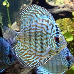 BLUE TURQUOISE DISCUS