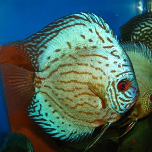 BRILLIANT BLUE DISCUS