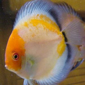 GOLDEN GHOST DISCUS