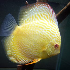 GOLDEN TURQUOISE DISCUS