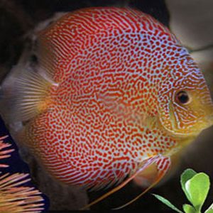 LEOPARD SKIN DISCUS