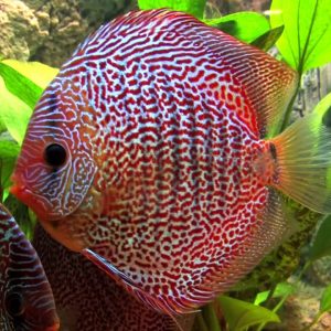 LEOPARD SNAKE SKIN DISCUS