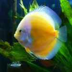 OGON WHITE DISCUS