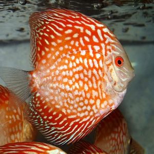 PIGEON RED RUBY DISCUS