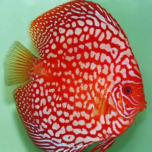 PIGEON  BLOOD DISCUS