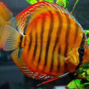 RED ALENQUER DISCUS