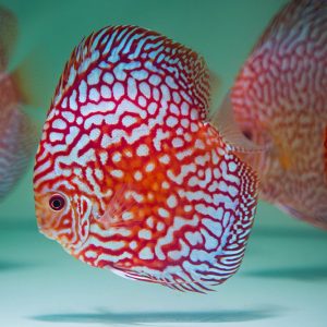 RED EAGLE DISCUS