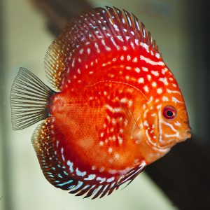 RED JUNGLE DISCUS