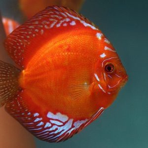 RED MARLBORO DISCUS