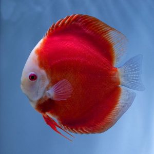 RED MELON DISCUS