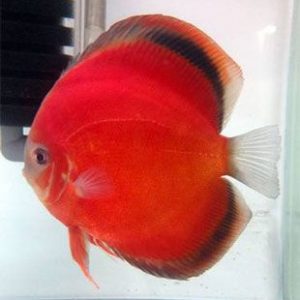RED SAN DISCUS