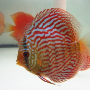 RED SCRIBLE DISCUS