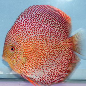 RED SPOTTED SNAKE DISCUS