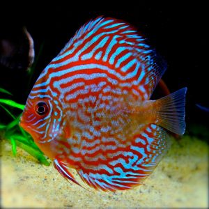 RED TURQUOISE DISCUS