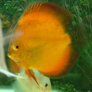 RISING SUN DISCUS