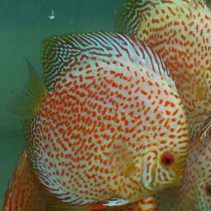 SILVER LEOPARD DISCUS