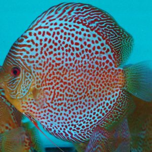 SNAKESKIN DISCUS