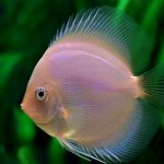 WHITE DIAMOND DISCUS