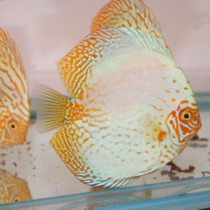 WHITE DRAGON DISCUS