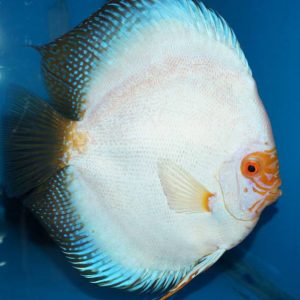SNOW WHITE BUTTERFLY DISCUS