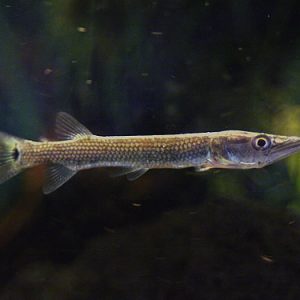 ROCKET GAR
