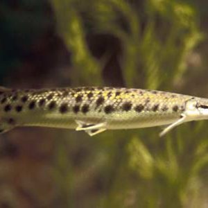 SPOTTED GAR