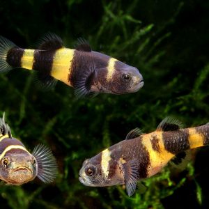 BUMBLE BEE GOBY