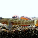 RAINBOW GOBY