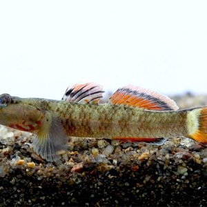 RAINBOW GOBY