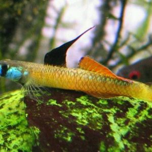 CANDY RED GOBY