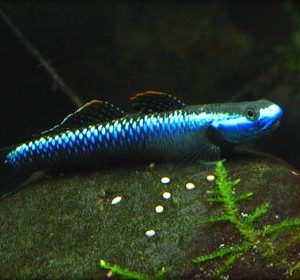 BLUE GOBY