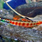 TIGER GOBY