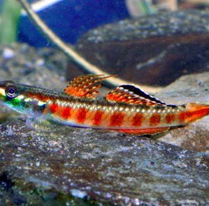 TIGER GOBY