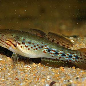 PURPLE STRIPED GUDGEON