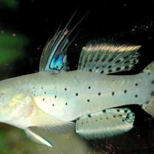 KNIGHT GOBY