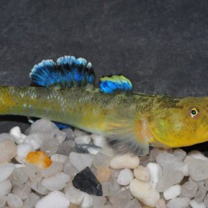 DESERT GOBY