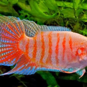 ALBINO PARADISE FISH
