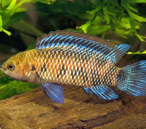 BADIS BADIS