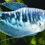 BLUE GOURAMI