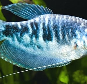 BLUE GOURAMI